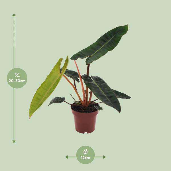 Philodendron billietiae – Baumfreund – Ø12cm – Höhe ca. 25cm – Pflegeleichte Zimmerpflanze – Tropische Blattschmuckpflanze mit glänzenden Blättern