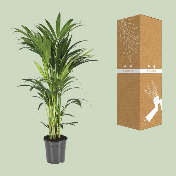 Kentiapalme Howea Forsteriana – Ø21cm – ↕110cm – Pflegeleichte Zimmerpalme mit luftreinigend – Plant