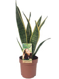 Bogenhanf – Sansevieria Laurentii – Zimmerpflanze – Ø14cm – ↕50cm – pflegeleichte Luftreiniger – Pflanze – dekorative Schwiegermutterzunge – Plant