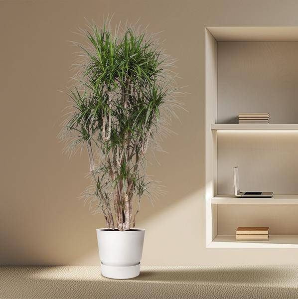 Drachenbaum Dracaena Marginata – 220cm hoch – Ø40cm – Exotische Zimmerpflanze mit grünen Blättern & roten Rändern – pflegeleicht – für Zimmer & Büro – Plant