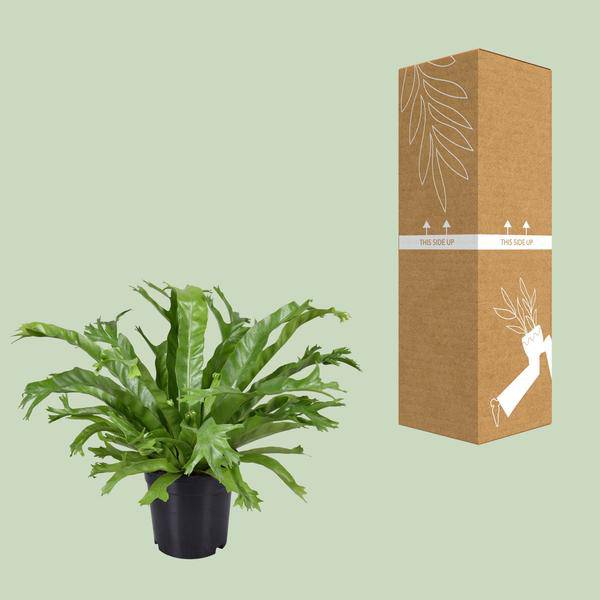 Nestfarn Asplenium Nidus Crissie Zimmerpflanze Ø17cm ↕40cm – pflegeleichte Grünpflanze für Wohnzimmer, Büro & helle Standorte kaufen – Plant