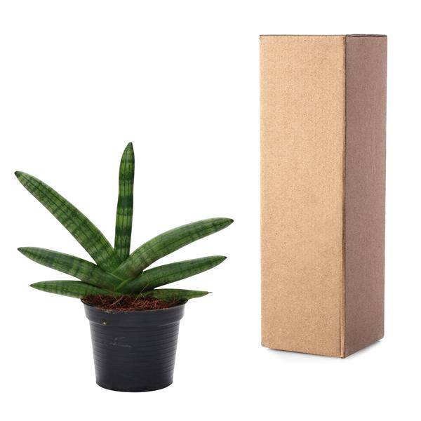 Sansevieria Skyline – Bogenhanf – Zimmerpflanze – Höhe ca. 25cm – Ø10,5cm – Pflegeleichte Grünpflanze für Innenräume – Plant