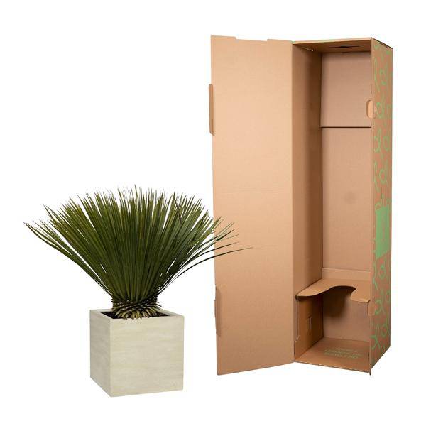 Palmlilie Yucca Rostrata Zimmerpflanze Ø30cm ↕70cm – pflegeleichte Grünpflanze für Wohnzimmer, Büro & helle Standorte kaufen – Plant