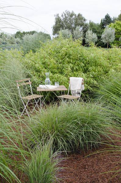 Schirmbambus Fargesia rufa – 4 Pflanzen – ca. 40cm hoch Ø14cm – Kompakter, horstbildender Bambus – Winterhart & pflegeleicht – Für Garten, Balkon & Teichrand – Plant