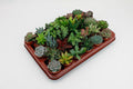 Sukkulenten Mix Ø5,5cm – pflegeleichtes Pflanzen Set für Urban Jungle, Fensterbank, Wohnzimmer & Büro – Plant
