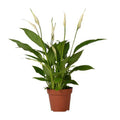 Einblatt Spathiphyllum Bingo Cupido Zimmerpflanze Ø12cm ↕45cm – pflegeleichte Grünpflanze für Wohnzimmer, Büro & helle Standorte kaufen – Plant