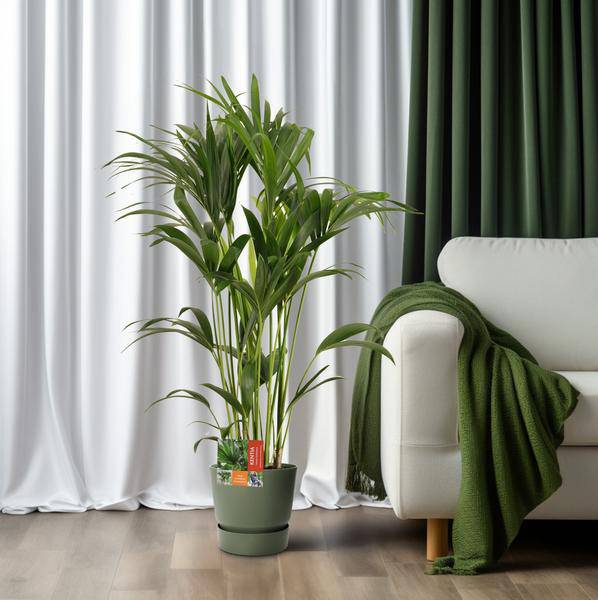 Kentiapalme Howea Forsteriana – Zimmerpflanze Ø24cm ↕120cm – pflegeleichte tropische Grünpflanze luftreinigend für Wohnzimmer Büro Schlafzimmer – Plant