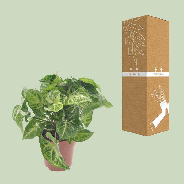 Purpurtute Syngonium Arrow – Ø12cm – ↕25cm – Pflegeleichte Zimmerpflanze mit pfeilförmigem Laub – Grünpflanze für Wohnzimmer, Büro & Pflanzgefäße – Plant