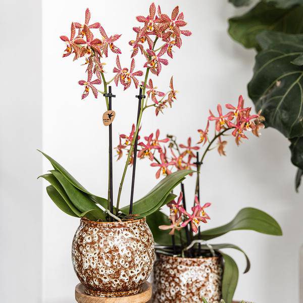 Safari Topf – Dekorativer Keramiktopf – Handgefertigter Blumentopf – Stilvolles Pflanzgefäß für Zimmerpflanzen – Ø12cm – Plant