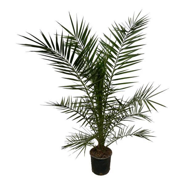 Phoenix Canariensis Kanarische Dattelpalme – Zimmerpflanze – Palme für drinnen & draußen – Höhe 160cm – Ø22cm – Plant