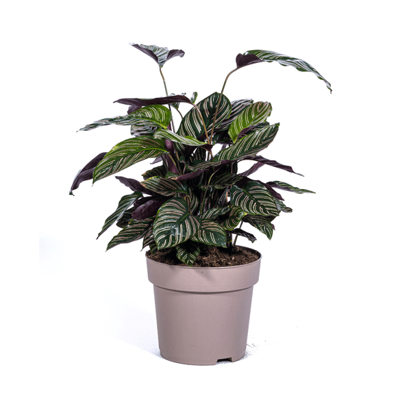 Calathea Ornata Sanderiana – Korbmarante – Zimmerpflanze Ø27cm – ↕60-80cm – Tropische Innenpflanze mit pinken Streifen – Pflegeleicht & dekorativ – Plant