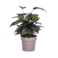 Calathea Ornata Sanderiana – Korbmarante – Zimmerpflanze Ø27cm – ↕60-80cm – Tropische Innenpflanze mit pinken Streifen – Pflegeleicht & dekorativ – Plant