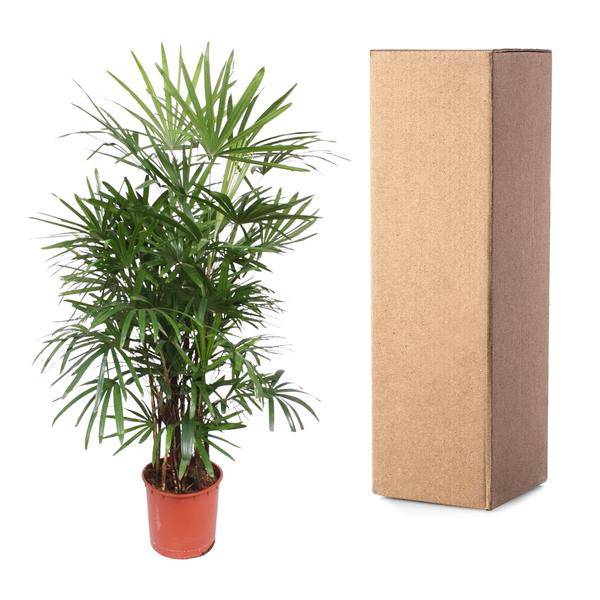 Steckenpalme – Rhapis Excelsa – Zimmerpflanze 190cm – Ø34cm – Pflegeleichte Damenpalme für Wohnzimmer, Büro & Wintergarten – Luftreinigende Palme – Plant