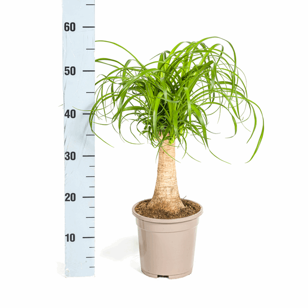 Beaucarnea Recurvata – Elefantenfuß – Zimmerpflanze – Ø17cm – ↕40-60cm – Pflegeleicht & dekorativ – Plant