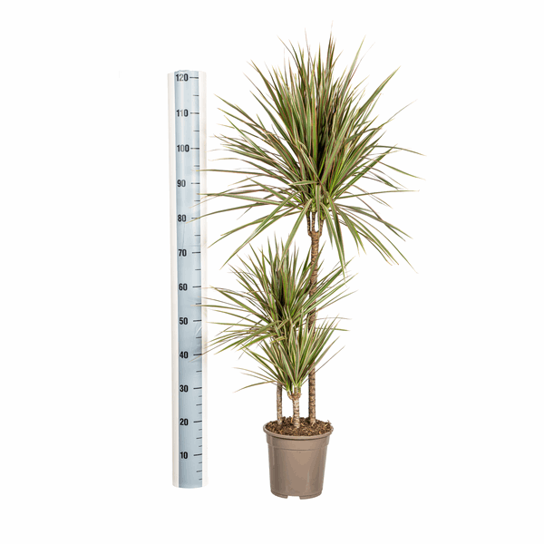 Dracaena Marginata Bicolor – Drachenbaum – Ø21cm – ↕110-130cm – Elegante Zimmerpflanze mit zweifarbigen Blättern – Pflegeleicht & luftreinigend – Plant