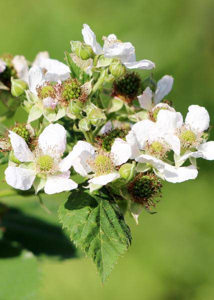 Himbeere Rubus idaeus 'Malling Promise' – Selbstbestäubende Sommer-Himbeere – 100% biologisch – Ø13cm – ca. 45cm Höhe – Leckere rote Früchte – Plant