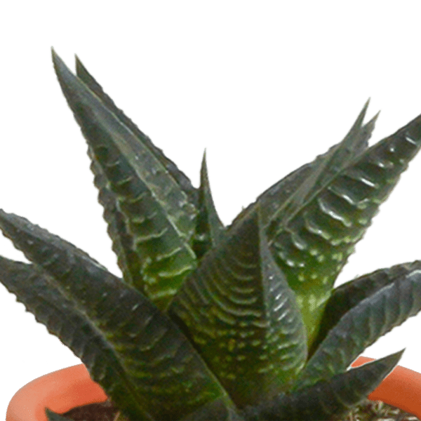 Sukkulenten & Kakteen Mix 15 Pflanzen Ø5,5cm – pflegeleichtes Pflanzen Set für Urban Jungle, Fensterbank, Wohnzimmer & Büro – Plant