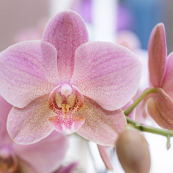Überraschungsbox mit 4 verschiedenen Kolibri Orchideen – 12cm – Zimmerpflanzen – Set – Frisch vom Bauern – Perfekt als Geschenk oder für Orchideenfans – Plant