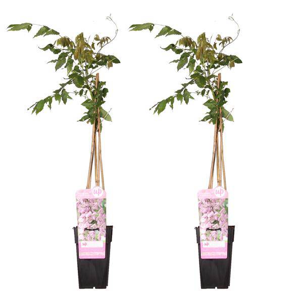 Rosa Blauregen – Wisteria floribunda 'Rosea' – 2 Pflanzen – Ø15cm – ca. 65cm hoch – Plant