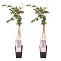 Rosa Blauregen – Wisteria floribunda 'Rosea' – 2 Pflanzen – Ø15cm – ca. 65cm hoch – Plant