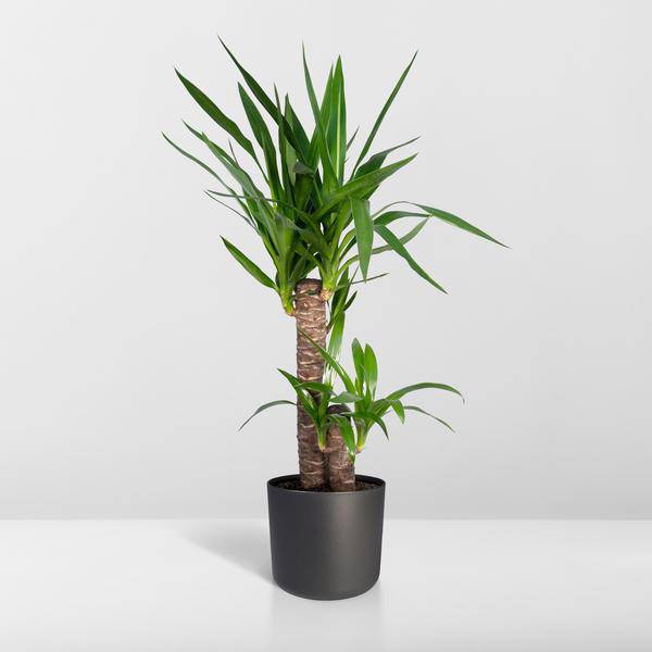 Palmlilie Yucca Elephantipes Zimmerpflanze Ø17cm ↕85cm – pflegeleichte Grünpflanze für Wohnzimmer, Büro & helle Standorte kaufen – Plant