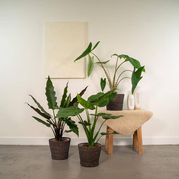 Alocasia Set Zebrina Ø19cm ↕75cm + Cucullata Ø19cm ↕60cm + Lauterbachiana Ø19cm ↕75cm – Tropische Zimmerpflanzen im 3er Set – Plant