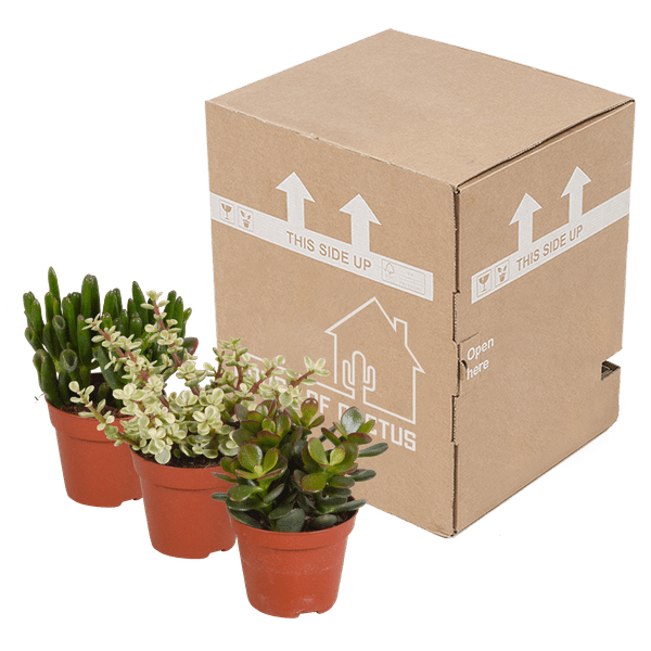 Dickblatt Crassula Mix – 3 Zimmerpflanzen – Ø8,5cm – Sukkulenten Mischung in verschiedenen Formen & Farben – pflegeleicht & dekorativ – Plant