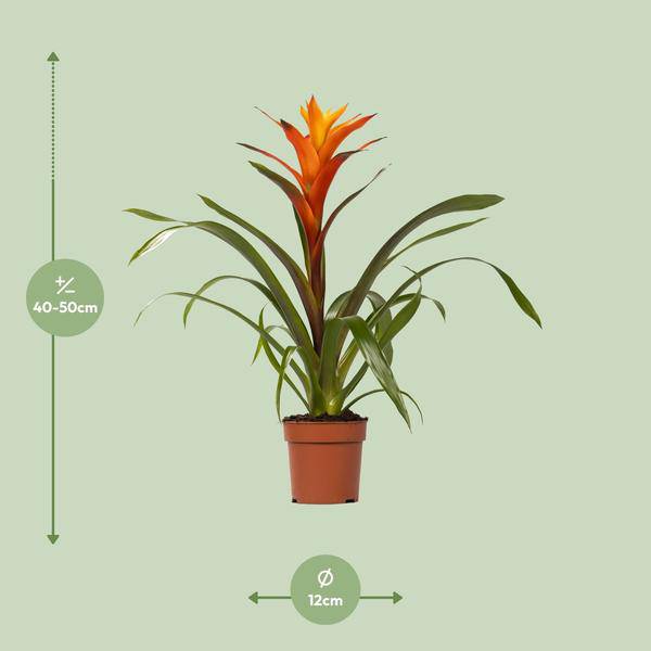 Bromelie – Guzmania Variada – Zimmerpflanze – Ø12cm – ↕50cm – Exotische Blühpflanze für Innenräume – Pflegeleicht & dekorativ – Plant