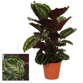 Blumentopf Rot Korb Ø19cm ↕75cm – moderner Pflanztopf für Zimmerpflanzen, Sukkulenten, Kakteen & Kräuter – Plant