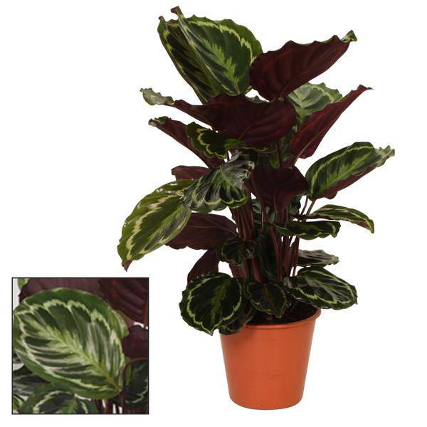 Blumentopf Rot Korb Ø19cm ↕75cm – moderner Pflanztopf für Zimmerpflanzen, Sukkulenten, Kakteen & Kräuter – Plant
