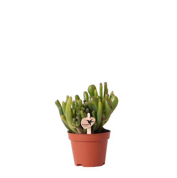 Crassula Hobbit Zimmerpflanze Ø6cm – pflegeleichte Sukkulente für Wohnzimmer, Büro & helle Standorte kaufen – Plant