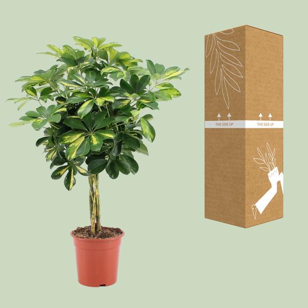 Strahlenaralie Schefflera Arboricola Zimmerpflanze Ø19cm ↕75cm – pflegeleichte Grünpflanze für Wohnzimmer, Büro & helle Standorte kaufen – Plant