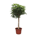 Strahlenaralie – Schefflera Arboricola Compacta – Zimmerpflanze – 180cm – Ø35cm – Tropische Grünpflanze mit großen Blättern für Wohnzimmer und Büro – Plant