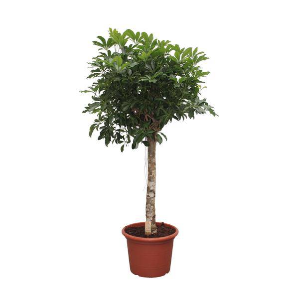Strahlenaralie – Schefflera Arboricola Compacta – Zimmerpflanze – 180cm – Ø35cm – Tropische Grünpflanze mit großen Blättern für Wohnzimmer und Büro – Plant
