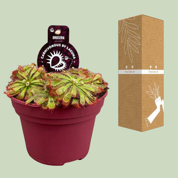 Drosera Aliciae – Sonnentau – Ø12cm – Fleischfressende Pflanze – Zimmerpflanze für Insektenabwehr & Dekoration – Pflegeleicht & faszinierend – Plant