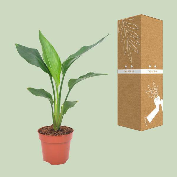 Paradiesvogelblume – Strelitzia reginae – Zimmerpflanze – Ø12cm – ↕40cm – exotische Bird of Paradise Pflanze für Wohnzimmer & Büro – Plant