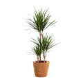 Drachenbaum – Dracaena Marginata – Zimmerpflanze – Ø21cm – ↕95cm Höhe – Pflegeleichte exotische Grünpflanze für Zuhause & Büro – Plant