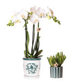 Orchidee Amabilis Weiß im Malaga – Topf Ø9cm + Sukkulente im Painted Stripe – Topf Grün Ø6cm – Elegantes 2er Pflanzenset – Plant