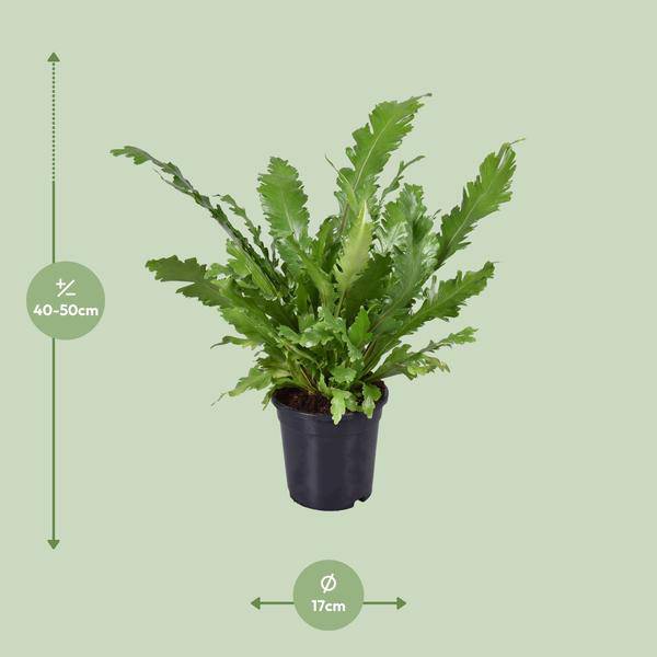 Nestfarn Asplenium Nidus Zimmerpflanze Ø17cm ↕45cm – pflegeleichte Grünpflanze für Wohnzimmer, Büro & helle Standorte kaufen – Plant