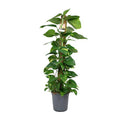 Efeutute Scindapsus Epipremnum – Zimmerpflanze – Ø24cm 120cm hoch – Pflegeleichte Kletterpflanze mit leuchtend grünem Laub – Ideal für Halbschatten – Fabien Pflanzen – Plant