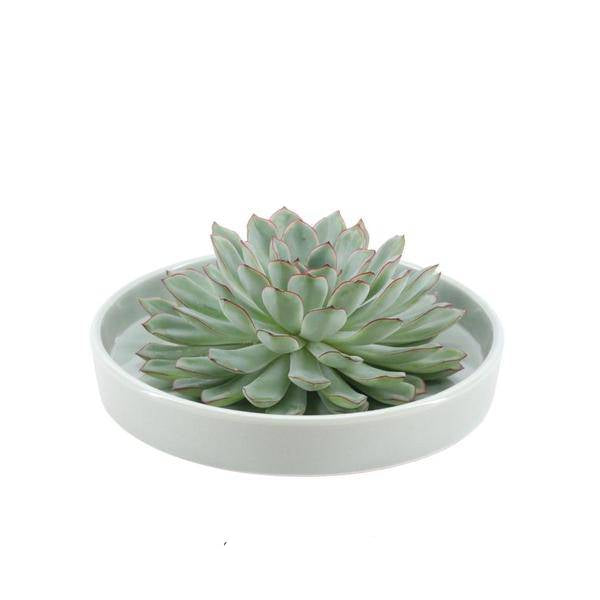 Sukkulente – Echeveria pulidonis Rootless – Ø20cm Schale Grün – Zimmerpflanze ohne Wurzeln – Pflegeleichte Schnitt – Plant