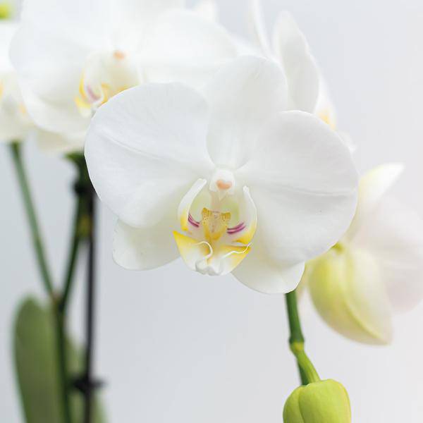 Weiße Phalaenopsis Orchideen – Amabilis – 2 Pflanzen – Blühende Zimmerpflanze Ø9cm – Multiflora – Orchidee mit 2-3 Zweigen – Plant