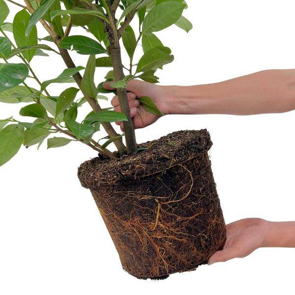 Kirschlorbeer Rotundifolia – 20 Pflanzen für 10 Meter Hecke – Immergrüne Lorbeerkirsche 125-150cm – Schnellwachsend & dicht – Plant