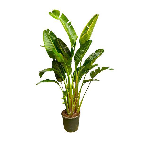 Baum – Strelitzie – Strelitzia Augusta mehrstämmig XXL – 250cm – Ø50cm – Weißer Paradiesvogel – Plant