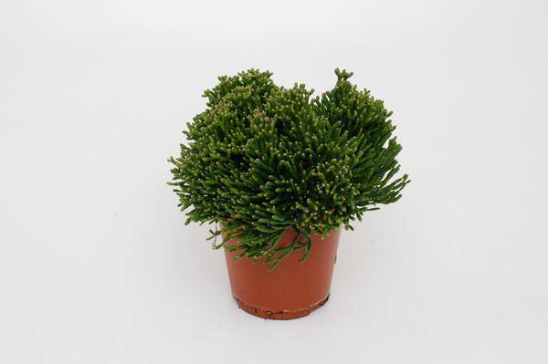 Binsenkaktus – Hatiora salicornioides – Ø12cm – ca. 15cm hoch – Exotische Zimmerpflanze mit bizarrer Struktur – Pflegeleicht & dekorativ – Plant