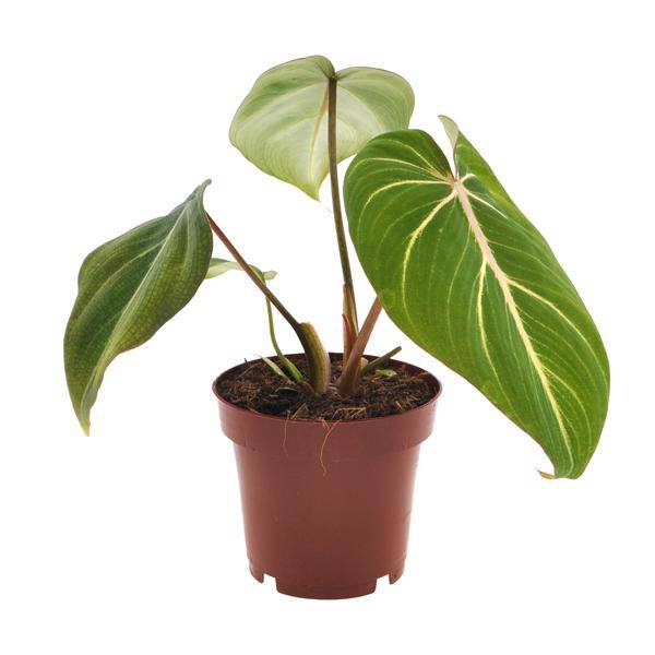 Philodendron Selloum Atom – Baumfreund – Ø12cm – Höhe ca. 25cm – Kompakte Zimmerpflanze mit tiefgrünen, geteilten Blättern