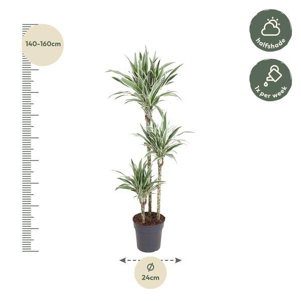 Drachenbaum Zimmerpflanze Ø24cm ↕150cm – pflegeleichte Grünpflanze für Wohnzimmer, Büro & helle Standorte kaufen – Plant