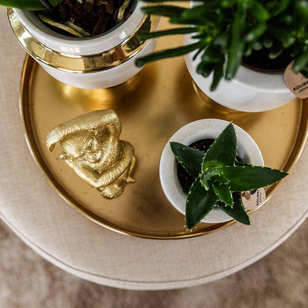 Le Chic Blumentopf Zimmerpflanze Ø9cm mit dekorativem Übertopf – blühende Orchidee für Wohnzimmer, Büro & helle Standorte kaufen – Plant