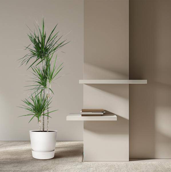 Drachenbaum Zimmerpflanze Ø24cm ↕160cm – pflegeleichte Grünpflanze für Wohnzimmer, Büro & helle Standorte kaufen – Plant