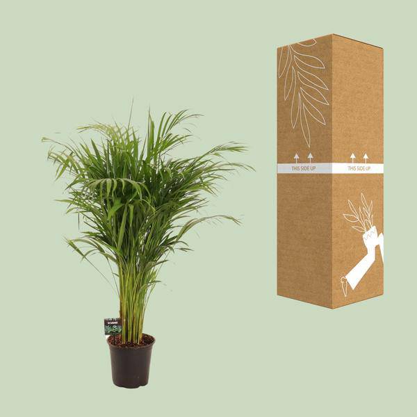 Goldfruchtpalme Dypsis lutescens Zimmerpflanze Ø21cm ↕110cm – tropische Grünpflanze für Wohnzimmer, Büro & helle Standorte kaufen – Plant